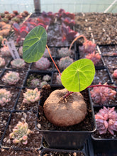 Load image into Gallery viewer, Stephania Cepharantha(2-8cm) - April Farm/Rare Succulents
