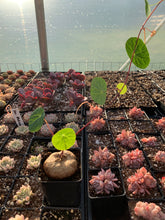 Load image into Gallery viewer, Stephania Cepharantha(2-8cm) - April Farm/Rare Succulents