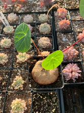 Load image into Gallery viewer, Stephania Cepharantha(2-8cm) - April Farm/Rare Succulents