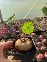 Load image into Gallery viewer, Stephania Cepharantha (2-8cm) - April Farm/Rare Succulents