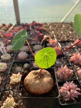 Load image into Gallery viewer, Stephania Cepharantha (2-8cm) - April Farm/Rare Succulents