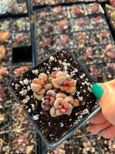 Load image into Gallery viewer, Adromischus Marianiae 'little spheroid'- April Farm/Rare Succulents
