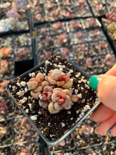 Load image into Gallery viewer, Adromischus Marianiae 'little spheroid'- April Farm/Rare Succulents