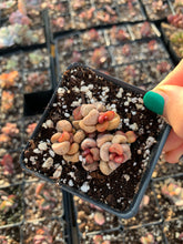 Load image into Gallery viewer, Adromischus Marianiae 'little spheroid'- April Farm/Rare Succulents