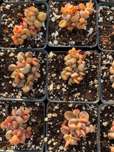 Load image into Gallery viewer, Adromischus Marianiae 'little spheroid'- April Farm/Rare Succulents