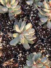 Load image into Gallery viewer, Adromischus Marianiae 'strawberry cake'- April Farm/Rare Succulents