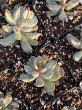 Load image into Gallery viewer, Adromischus Marianiae 'strawberry cake'- April Farm/Rare Succulents