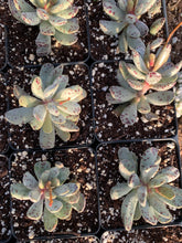 Load image into Gallery viewer, Adromischus Marianiae 'strawberry cake'- April Farm/Rare Succulents