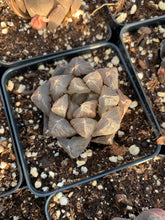 Load image into Gallery viewer, Haworthia var. Black Obtusa Dodoson/Japanese Crystal - April Farm/Rare Succulents