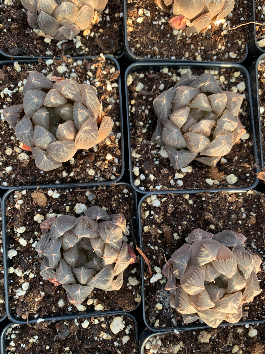 Haworthia var. Black Obtusa Dodoson/Japanese Crystal - April Farm/Rare