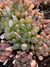 Load image into Gallery viewer, Haworthia Obtuse cv. 'Amber’ - April Farm/Rare Succulents