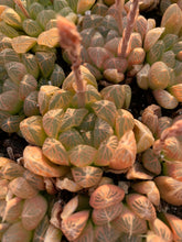 Load image into Gallery viewer, Haworthia Obtuse cv. 'Amber’ - April Farm/Rare Succulents