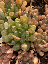Load image into Gallery viewer, Haworthia Obtuse cv. 'Amber’ - April Farm/Rare Succulents