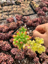 Load image into Gallery viewer, Sedum pachyphyllum Rose - April Farm/Rare Succulents