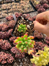 Load image into Gallery viewer, Sedum pachyphyllum Rose - April Farm/Rare Succulents