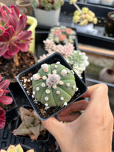 Load image into Gallery viewer, Astrophytum Myriostigma - April Farm/Rare Succulents