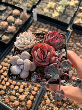 Load image into Gallery viewer, Succulent combo H - April Farm/Rare Succulents