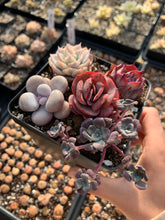 Load image into Gallery viewer, Succulent combo H - April Farm/Rare Succulents