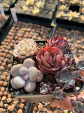 Load image into Gallery viewer, Succulent combo H - April Farm/Rare Succulents