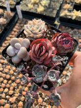 Load image into Gallery viewer, Succulent combo H - April Farm/Rare Succulents
