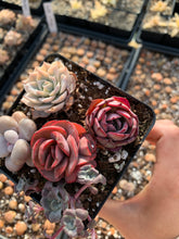 Load image into Gallery viewer, Succulent combo H - April Farm/Rare Succulents