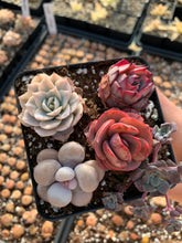 Load image into Gallery viewer, Succulent combo H - April Farm/Rare Succulents