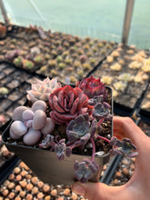 Load image into Gallery viewer, Succulent combo H - April Farm/Rare Succulents