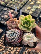 Load image into Gallery viewer, Succulent combo A - April Farm/Rare Succulents