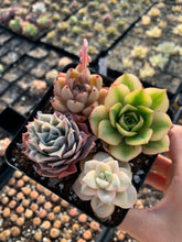 Load image into Gallery viewer, Succulent combo A - April Farm/Rare Succulents