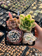 Load image into Gallery viewer, Succulent combo A - April Farm/Rare Succulents