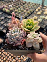 Load image into Gallery viewer, Succulent combo A - April Farm/Rare Succulents