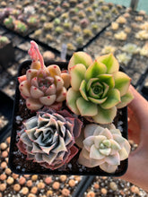 Load image into Gallery viewer, Succulent combo A - April Farm/Rare Succulents