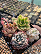 Load image into Gallery viewer, Succulent combo A - April Farm/Rare Succulents
