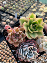 Load image into Gallery viewer, Succulent combo A - April Farm/Rare Succulents