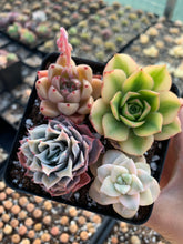 Load image into Gallery viewer, Succulent combo A - April Farm/Rare Succulents