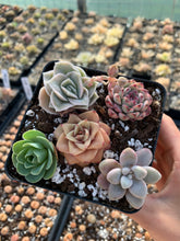 Load image into Gallery viewer, Succulent combo I - April Farm/Rare Succulents