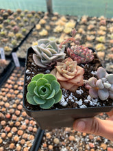 Load image into Gallery viewer, Succulent combo I - April Farm/Rare Succulents