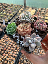 Load image into Gallery viewer, Succulent combo I - April Farm/Rare Succulents