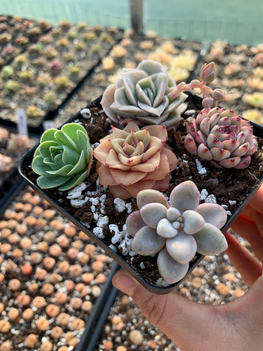 mainely succulents Succulent combo I