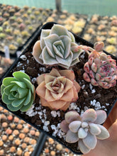 Load image into Gallery viewer, Succulent combo I - April Farm/Rare Succulents