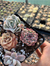 Load image into Gallery viewer, Succulent combo I - April Farm/Rare Succulents