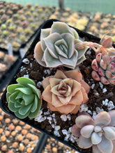 Load image into Gallery viewer, Succulent combo I - April Farm/Rare Succulents