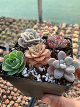 Load image into Gallery viewer, Succulent combo I - April Farm/Rare Succulents
