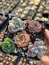 Load image into Gallery viewer, Succulent combo I - April Farm/Rare Succulents