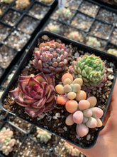 Load image into Gallery viewer, Succulent combo B - April Farm/Rare Succulents