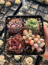 Load image into Gallery viewer, Succulent combo B - April Farm/Rare Succulents