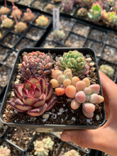 Load image into Gallery viewer, Succulent combo B - April Farm/Rare Succulents
