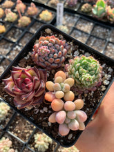 Load image into Gallery viewer, Succulent combo B - April Farm/Rare Succulents