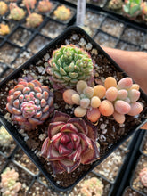 Load image into Gallery viewer, Succulent combo B - April Farm/Rare Succulents