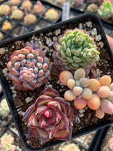 Load image into Gallery viewer, Succulent combo B - April Farm/Rare Succulents